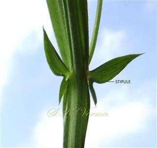  Stipules